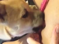 Homemade dog oral sex with kinky lady